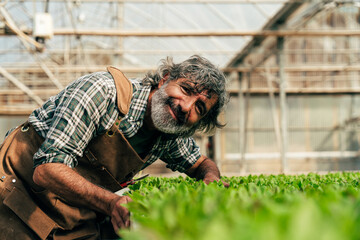 Farmer senior man working in his farm and greenhouse - 733664209