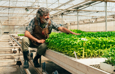 Farmer senior man working in his farm and greenhouse - 733664231