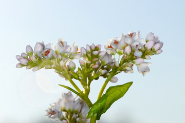 Buchweizen,  Fagopyrum esculentum, Einzelbl&uuml;ten