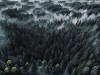 forest, fir-trees, fog, altitude, clouds