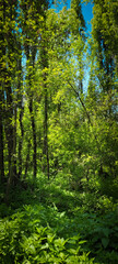 Fototapeta premium An impassable thicket of the forest, which beckons you to find a hidden path, go inside and find out all the secrets of the forest