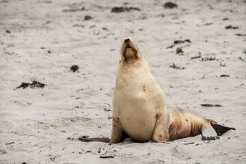 Australian fur seal at Seal Bay Conservation Park, Kangaroo Island
