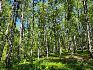 Birch forest. You can get lost among the thin tall trunks and wander for a long time through the green glades, looking at the uniqueness of these trees.