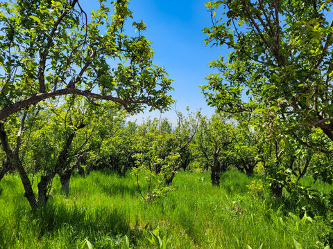 A bright and sunny day in a young apple orchard on top of a hill. - Powered by Adobe