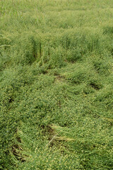 Obraz premium Leinen, Leinsamen, Öllein, Linium usitatissimum L.,Lagernde Kultur während der Samenkapselbildung