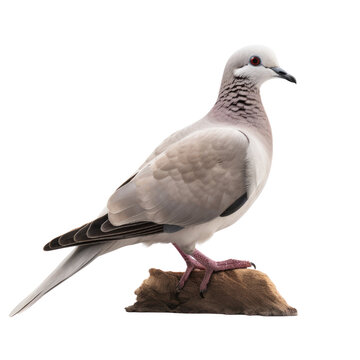 Eurasian Collared Dove PNG Cutout, Generative AI