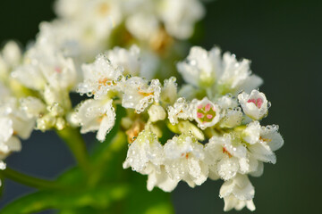 Buchweizen,  Fagopyrum esculentum, Einzelblüte einer   Buchweizenpflanze