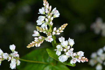 Buchweizen,  Fagopyrum esculentum, Einzelblüte einer   Buchweizenpflanze