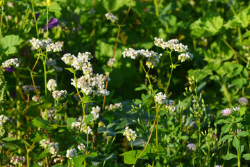 Buchweizen,  Fagopyrum esculentum, blühender  Buchweizen  Zwischenfruchtgemenge