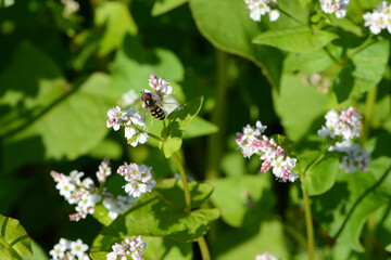 Buchweizen,  Fagopyrum esculentum, Blüten einer   Buchweizenpflanze
