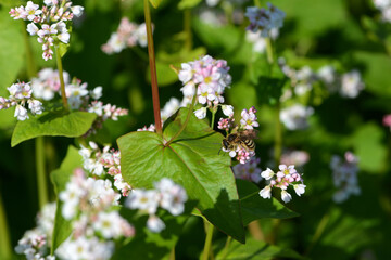 Buchweizen,  Fagopyrum esculentum, Blüten einer   Buchweizenpflanze