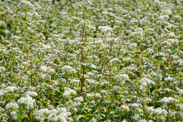 Buchweizen,  Fagopyrum esculentum, in Blüte, Feldausschnitt