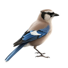 Obraz premium Jay PNG Cutout, Generative AI