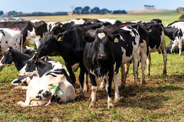 Cows grazing on the field