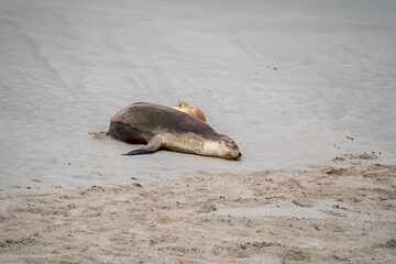 Australian fur seal at Seal Bay Conservation Park, Kangaroo Island