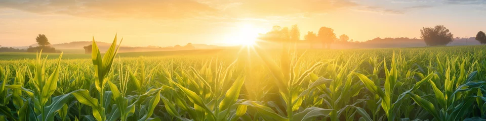 Poster Sunrise over a cornfield background © Ovidiu