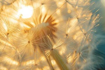 Dandelion Seeds Soar With Hope On A Gentle Breeze Under The Sunny Sky