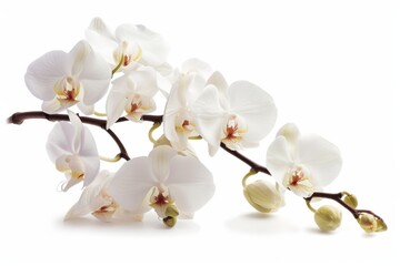 Naklejka na ściany i meble Elegant Orchid Blossom Enchantingly Anchored Against Pure White Canvas