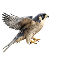 Obraz premium Peregrine Falcon PNG Cutout, Generative AI