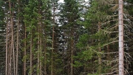Obraz premium Light Snow Falling on Tall Coniferous Forest Trees