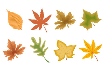 Colorful autumn leaves of different trees, set, herbarium. Icons, decor elements, vector