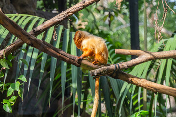 Monkey Lion Tamarin