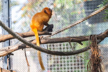 Monkey Lion Tamarin