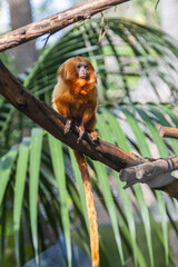 Monkey Lion Tamarin