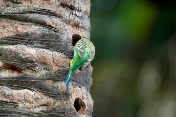 beautiful parrots on Tenerife