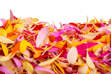 colored gerbera petals