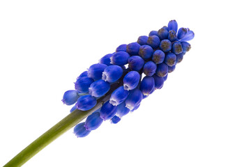 muscari isolated