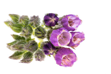 comfrey flowers isolated