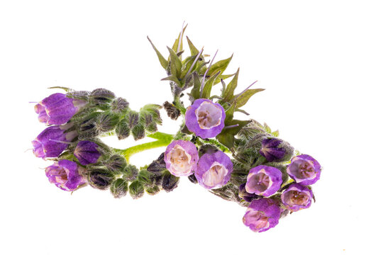comfrey flowers isolated