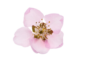pink sakura flowers isolated