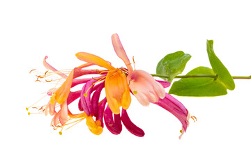red honeysuckle flower isolated