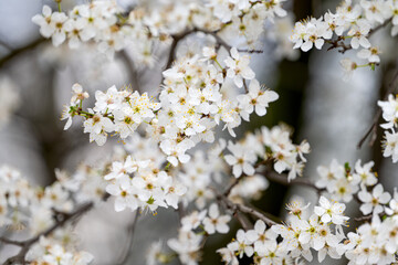 cherry blossom branches