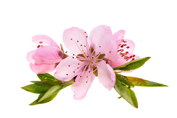 pink sakura flowers isolated