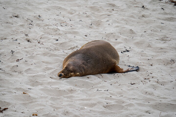 Australian fur seal at Seal Bay Conservation Park, Kangaroo Island