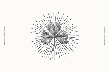 Trefoil clover in shining rays. St. Patrick's holiday element in engraving style. Vector illustration a light background. Three leaf leaf is a symbol of independence and freedom. - 733695872
