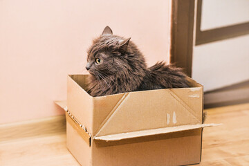 Domestic cat in the cardoard box.