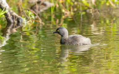 least grebe, Schwarzkopftaucher (Tachybaptus dominicus)