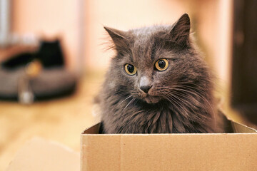 Fluffy Feline Discovers Delight in Simple Cardboard Haven
