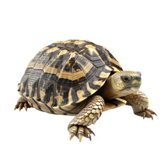 Obraz premium Russian Tortoise PNG Cutout, Generative AI