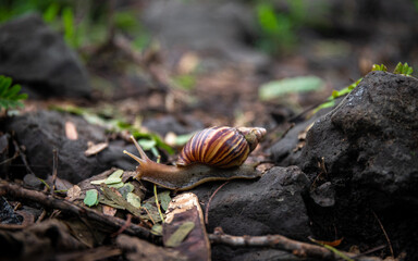 Escargot