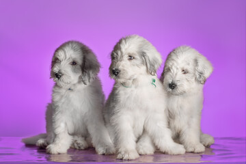 three white puppies of the South Russian Shepherd breed sitting on a purple studio background