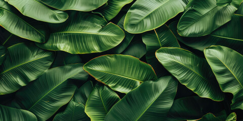 A dense array of vibrant green banana leaves creates a lush, tropical texture.