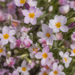 Spring flower background