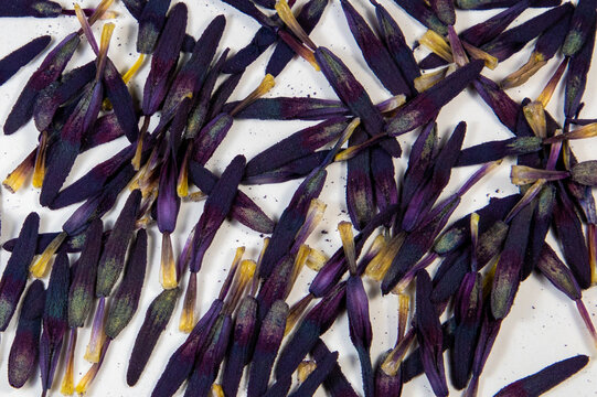A close-up with many anthers (stamens) on a white background