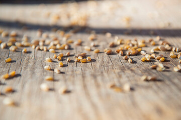close-up natural wheat grains on wooden background