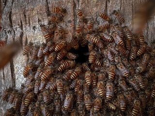 close up of swarm bees at a beehive
